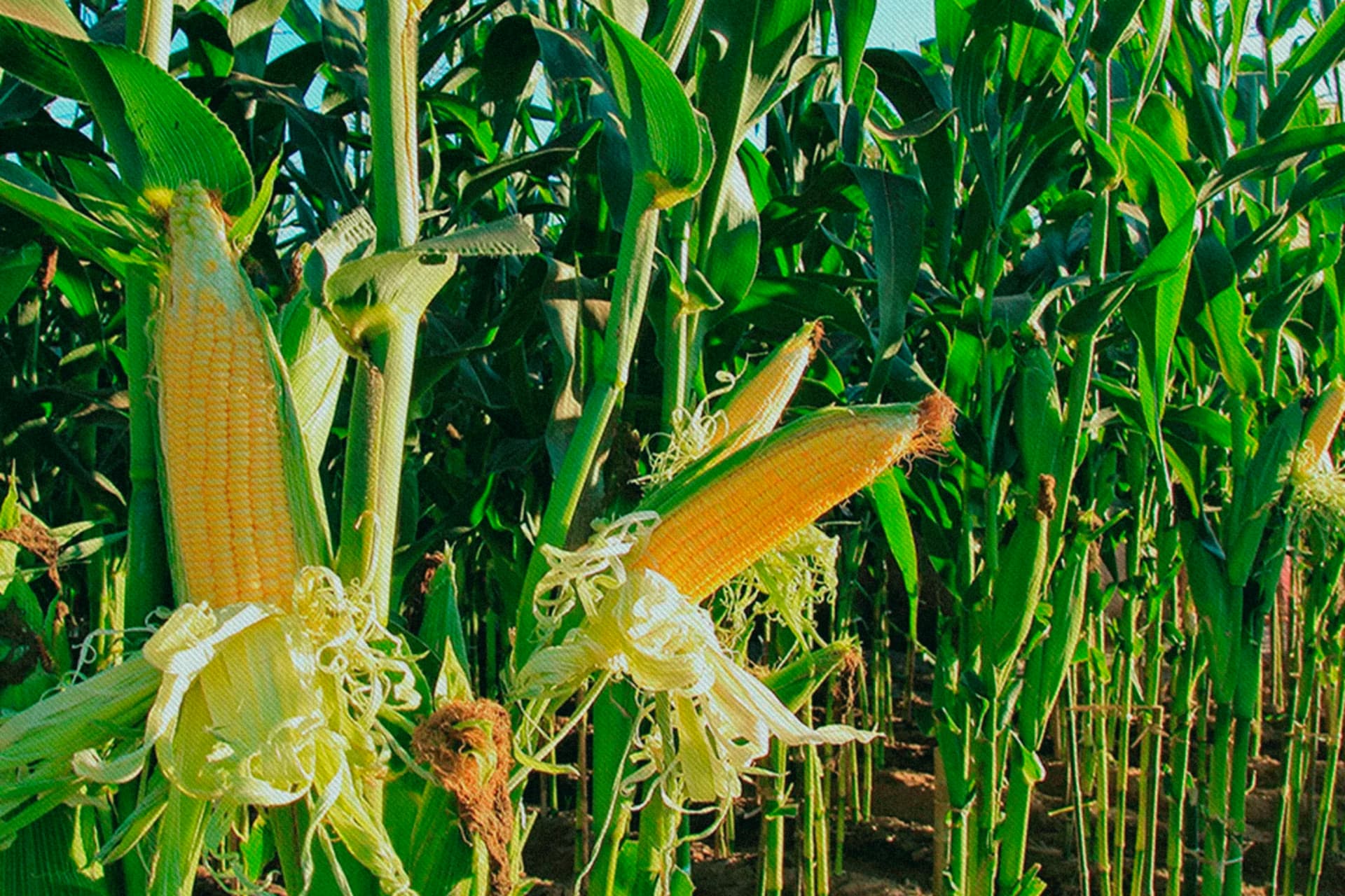 No más maíz transgénico en México