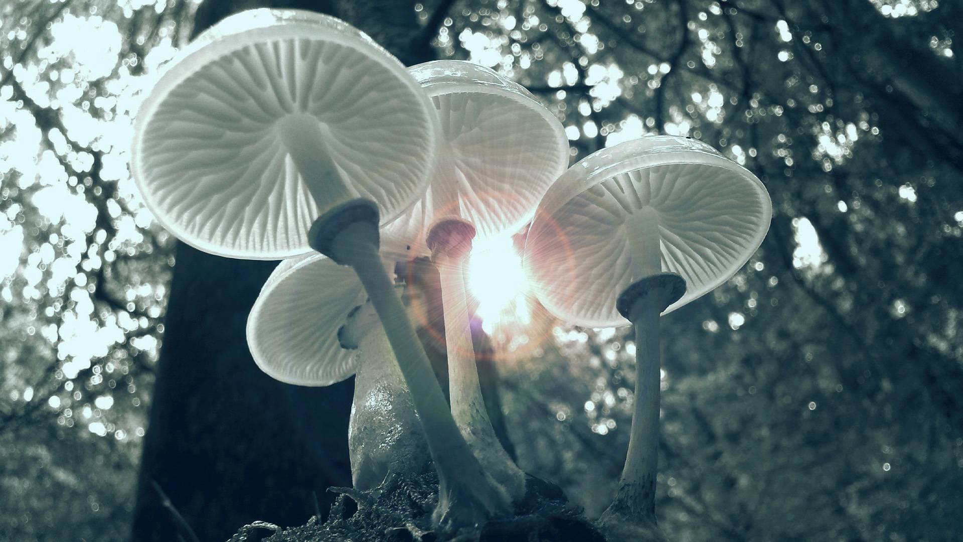 El hongo que convierte radiación en energía