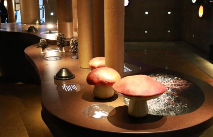 Chile abre la Sala Hongos en el Museo Interactivo Mirador