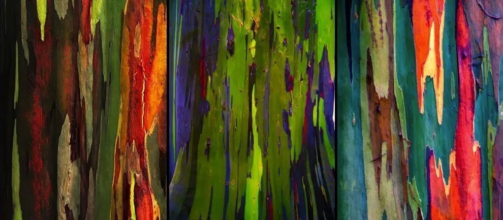 Descubrí el árbol color arcoíris