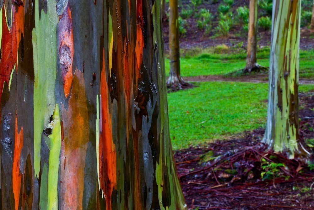 Descubrí el árbol color arcoíris