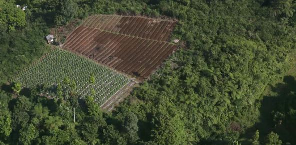 ¿Qué es un bosque de alimentos?