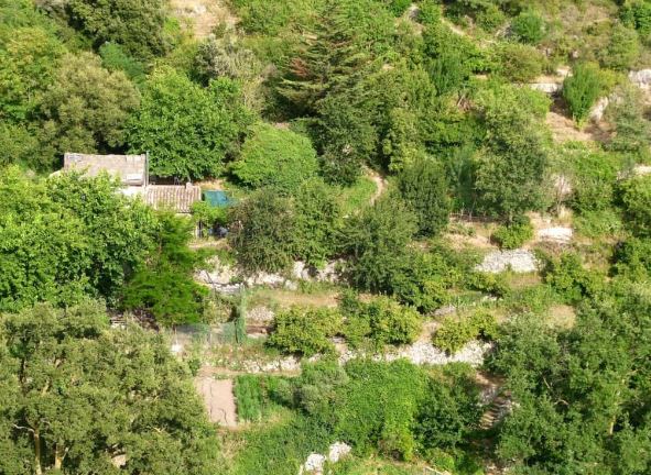¿Qué es un bosque de alimentos?