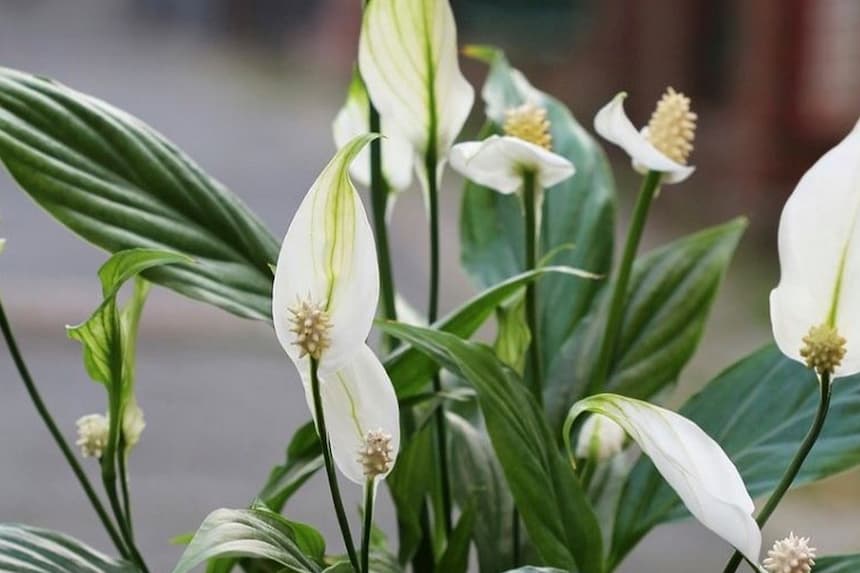 Eliminá la humedad de tu casa de manera natural