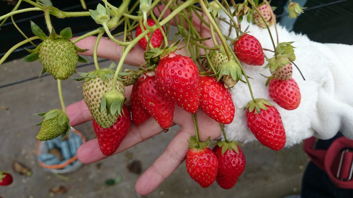 Dragon Farm, un paraíso de sabores