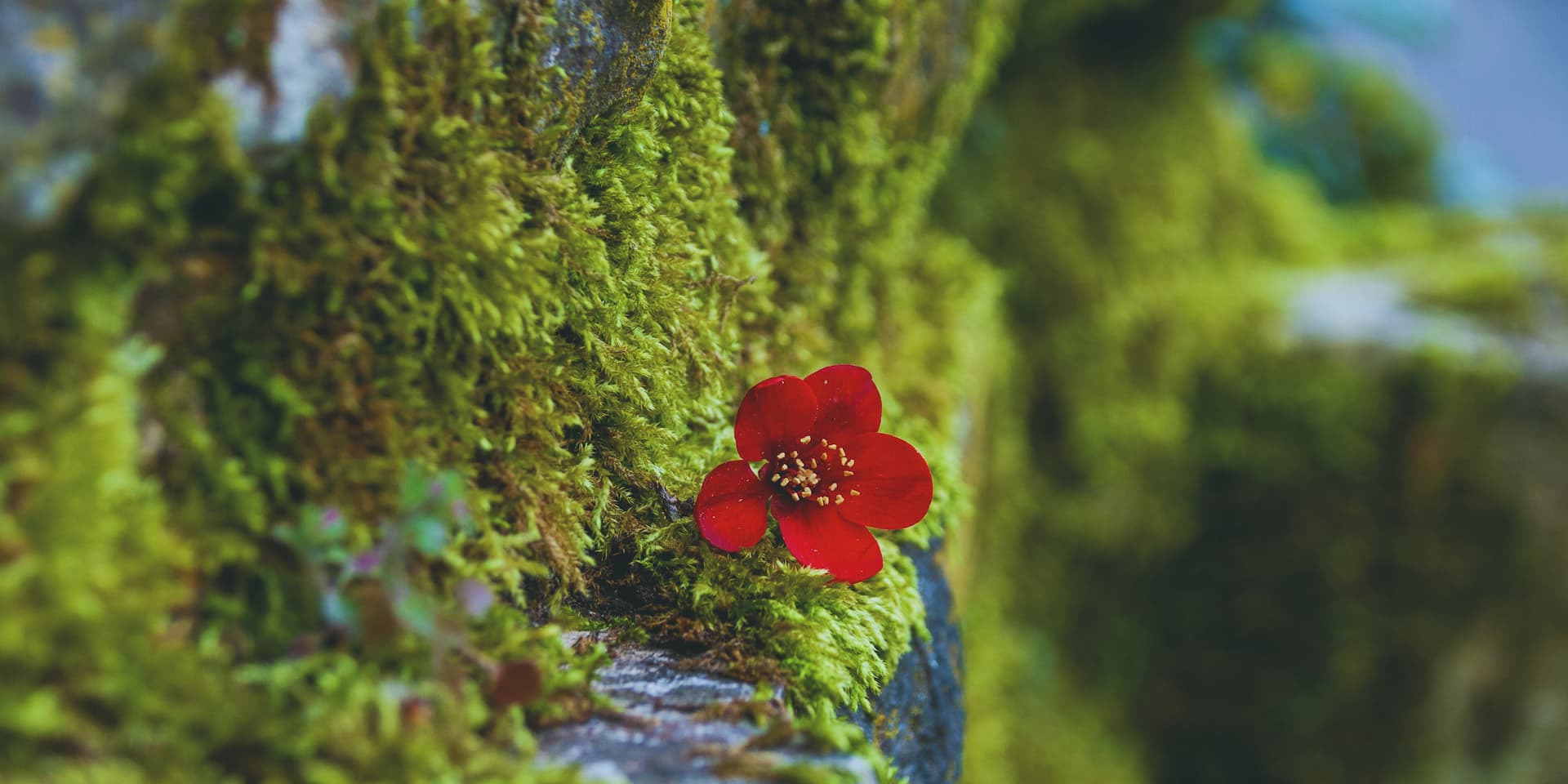 Silenciarnos para escucharla