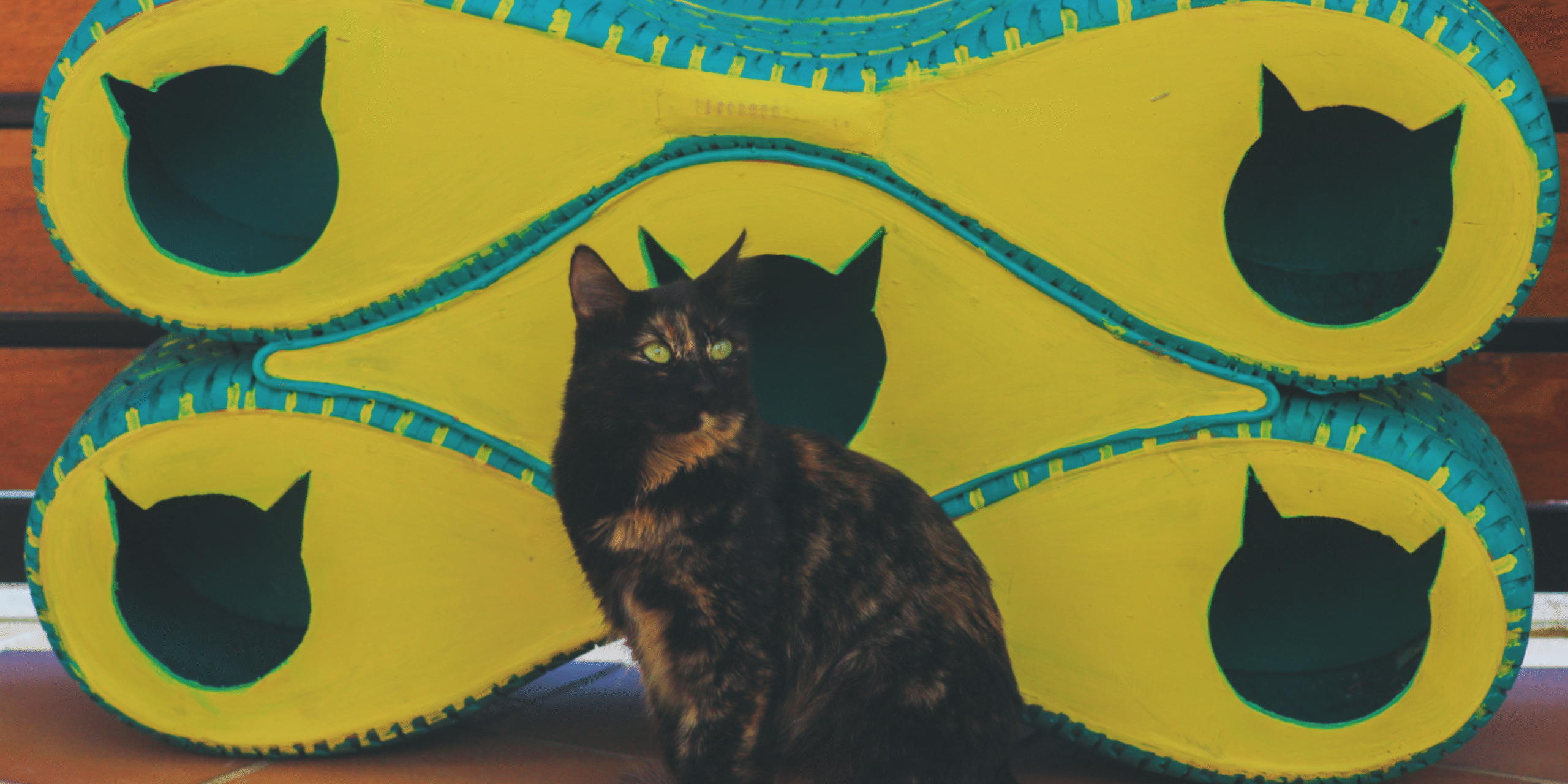 Arte solidario: un hogar reciclado para los gatitos de la calle