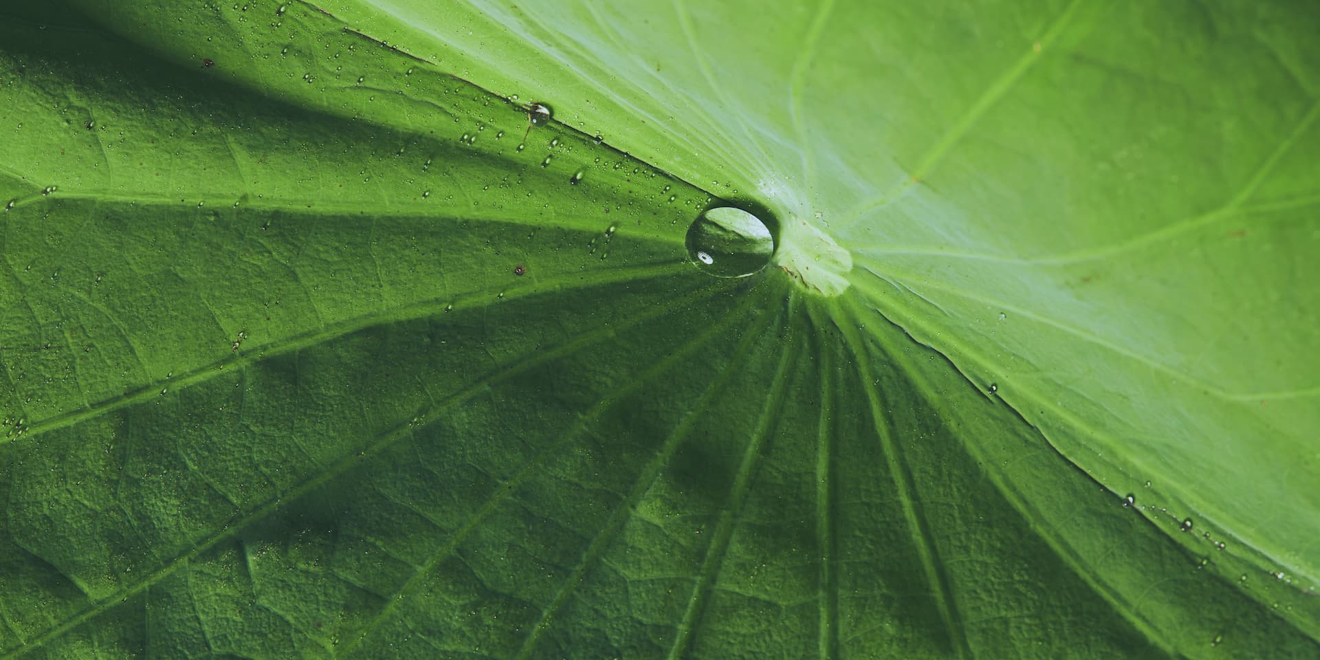 Una rama de árbol puede ser tu potabilizador de agua