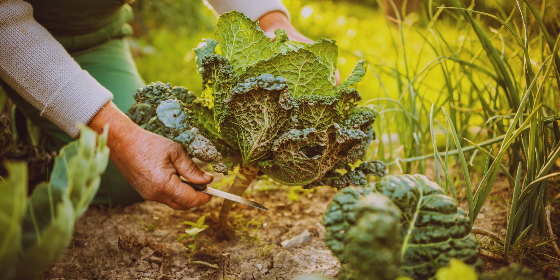 ¿Qué es un bosque de alimentos?