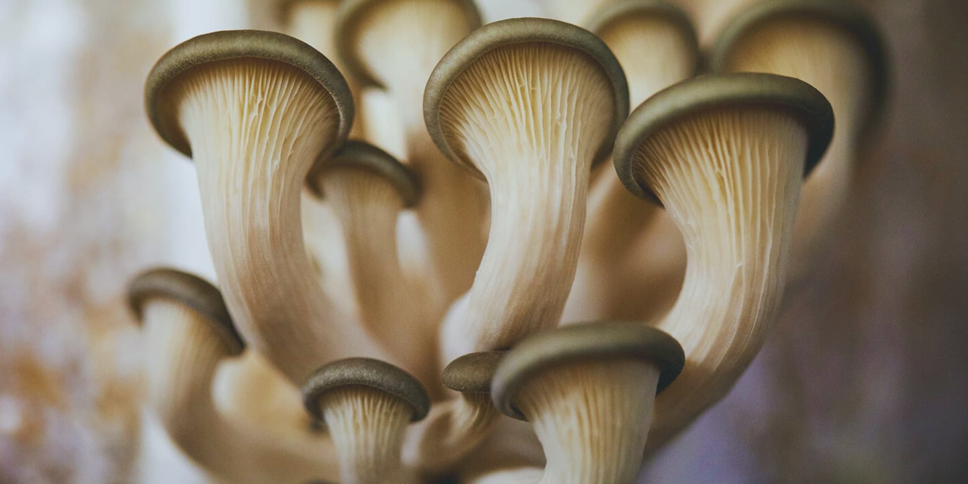 PermaFungi: del café al micelio, soluciones circulares desde Bruselas