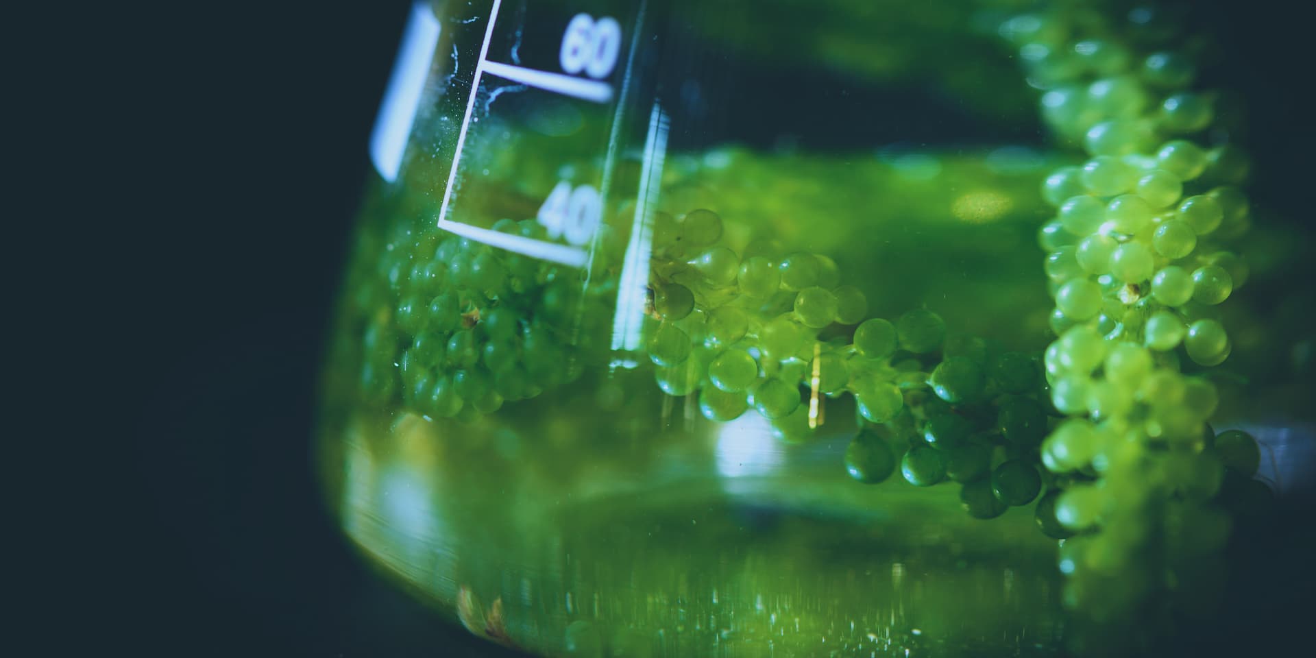 Reemplazando la batería por algas