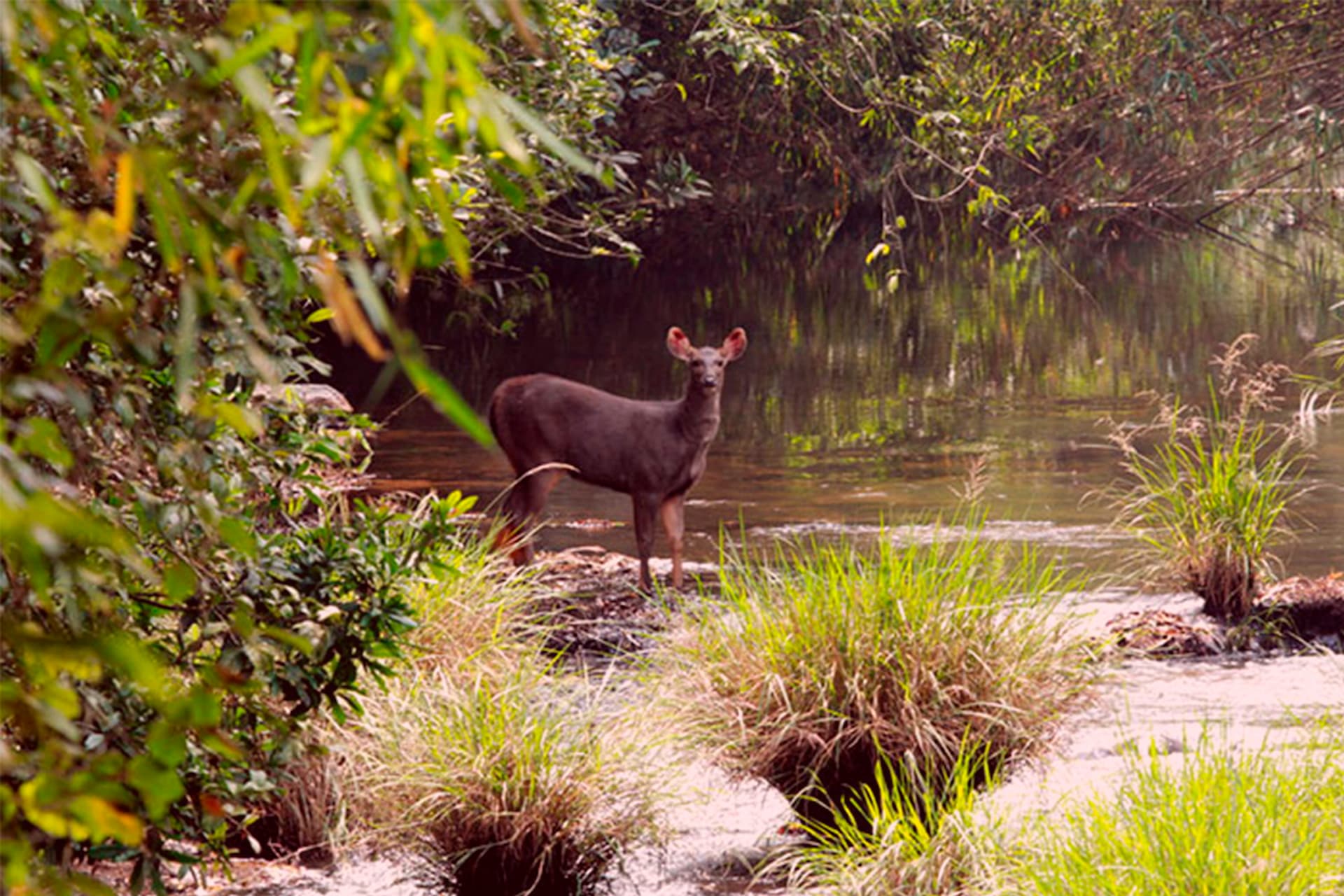 Plantar un árbol para construir un bosque