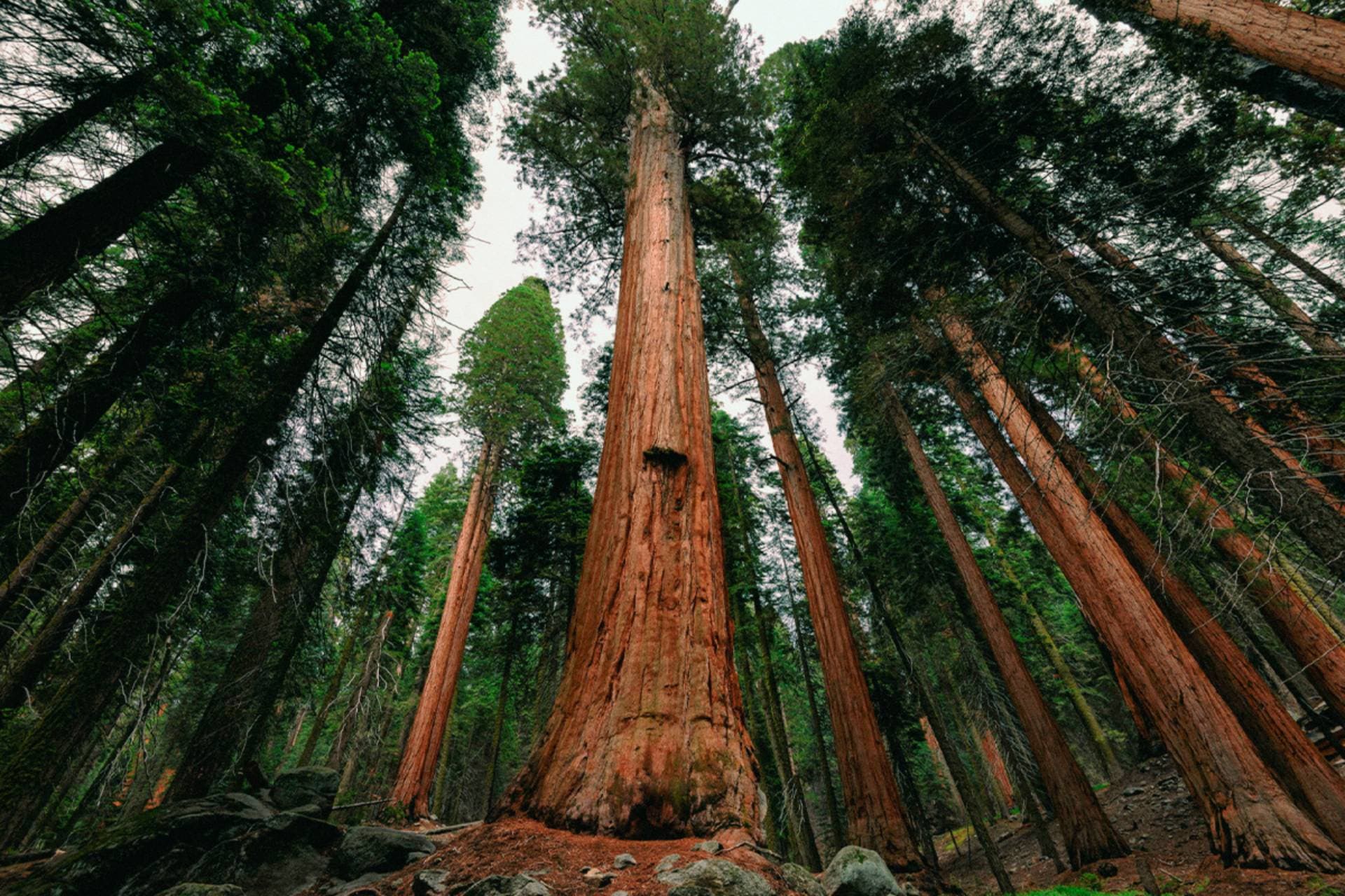 Maravillosos bosques que no te podés perder