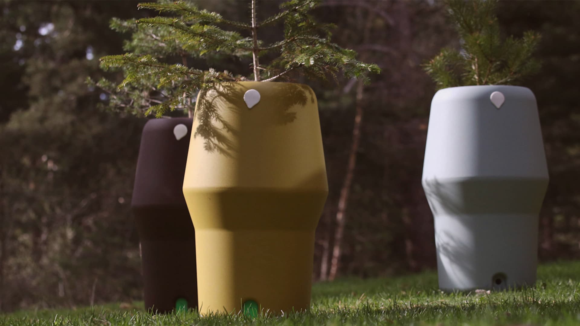 Renacer como un árbol